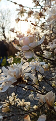 magnolia blossom spring garden / beautiful flowers, spring background white flowers