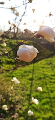 magnolia blossom spring garden / beautiful flowers, spring background white flowers in garden