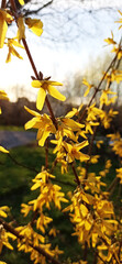 yellow spring flowers forsycja