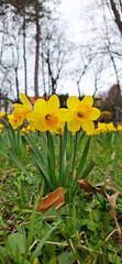 Beautiful yelow spring flowers in the garden żonkile