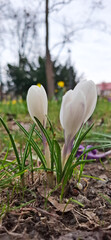 Beautiful white spring flowers in the garden krokusy