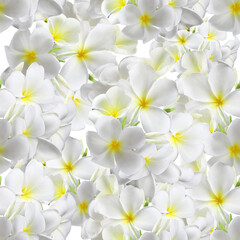 Obraz premium Frangipani or Plumeria flower seamless pattern for decoration of Lao and Thai New Year