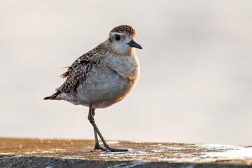 飛翔する可愛いダイゼン（シギ科）
英名学名：Grey Plover, Black-bellied Plover, Pluvialis squatarola
夜明けの底土港と底土海水浴場の日の出。
東京都伊豆諸島八丈島-2025年

