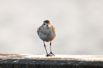 飛翔する可愛いダイゼン（シギ科）
英名学名：Grey Plover, Black-bellied Plover, Pluvialis squatarola
夜明けの底土港と底土海水浴場の日の出。
東京都伊豆諸島八丈島-2025年
