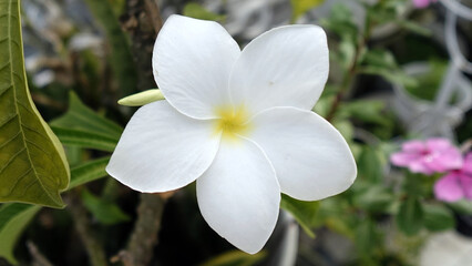 a white frangipani flower with five petals