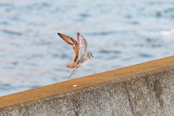 飛翔する可愛いダイゼン（シギ科）
英名学名：Grey Plover, Black-bellied Plover, Pluvialis squatarola
夜明けの底土港と底土海水浴場の日の出。
東京都伊豆諸島八丈島-2025年
