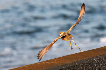 飛翔する可愛いダイゼン（シギ科）
英名学名：Grey Plover, Black-bellied Plover, Pluvialis squatarola
夜明けの底土港と底土海水浴場の日の出。
東京都伊豆諸島八丈島-2025年
