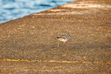 飛翔する可愛いダイゼン（シギ科）
英名学名：Grey Plover, Black-bellied Plover, Pluvialis squatarola
夜明けの底土港と底土海水浴場の日の出。
東京都伊豆諸島八丈島-2025年
