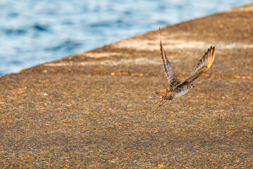 飛翔する可愛いダイゼン（シギ科）
英名学名：Grey Plover, Black-bellied Plover, Pluvialis squatarola
夜明けの底土港と底土海水浴場の日の出。
東京都伊豆諸島八丈島-2025年
