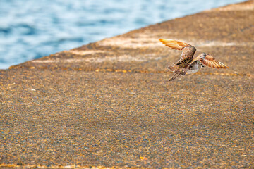 飛翔する可愛いダイゼン（シギ科）
英名学名：Grey Plover, Black-bellied Plover, Pluvialis squatarola
夜明けの底土港と底土海水浴場の日の出。
東京都伊豆諸島八丈島-2025年

