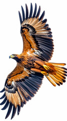 Digital Illustration of a Golden Eagle in Flight with Detailed Feathers on White