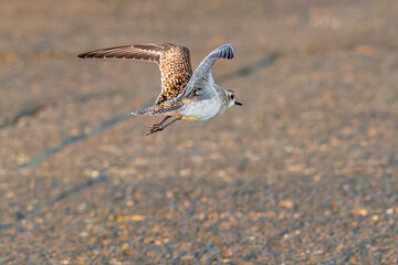 飛翔する可愛いダイゼン（シギ科）
英名学名：Grey Plover, Black-bellied Plover, Pluvialis squatarola
夜明けの底土港と底土海水浴場の日の出。
東京都伊豆諸島八丈島-2025年
