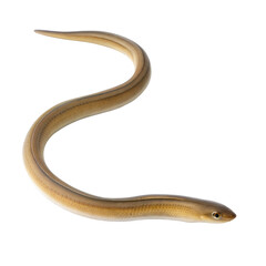 Obraz premium Garden Eel AI Generated Image