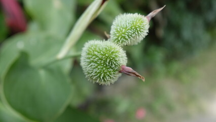 The young tasbih (Canna Indica) flower buds are still green and appear to be thorny