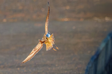 飛翔する可愛いダイゼン（シギ科）
英名学名：Grey Plover, Black-bellied Plover, Pluvialis squatarola
夜明けの底土港と底土海水浴場の日の出。
東京都伊豆諸島八丈島-2025年
