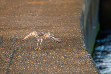 飛翔する可愛いダイゼン（シギ科）
英名学名：Grey Plover, Black-bellied Plover, Pluvialis squatarola
夜明けの底土港と底土海水浴場の日の出。
東京都伊豆諸島八丈島-2025年
