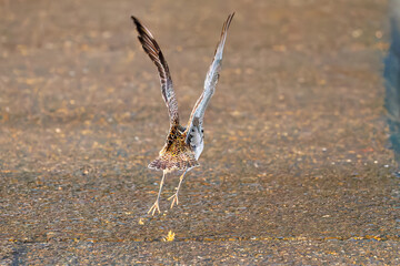 飛翔する可愛いダイゼン（シギ科）
英名学名：Grey Plover, Black-bellied Plover, Pluvialis squatarola
夜明けの底土港と底土海水浴場の日の出。
東京都伊豆諸島八丈島-2025年
