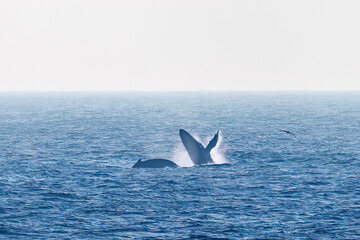 Fototapeta premium ブリーチング（ジャンプ）、ペダンクルアーチ（海面に背中を出す）をしている。陸から見えたザトウクジラ（ナガスクジラ科）の群れが泳ぐ様子。クロアシアホウドリ（アホウドリ科）も飛ぶ。翼長は２m以上。 英名学名：Humpback Whale, Megaptera novaeangliae Black-footed albatross, Diomedea nigripes 東京都伊豆諸島八丈島-2025年 