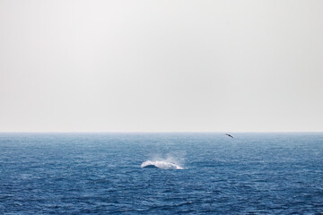 Obraz premium ブリーチング（ジャンプ）、ペダンクルアーチ（海面に背中を出す）をしている。陸から見えたザトウクジラ（ナガスクジラ科）の群れが泳ぐ様子。クロアシアホウドリ（アホウドリ科）も飛ぶ。翼長は２m以上。 英名学名：Humpback Whale, Megaptera novaeangliae Black-footed albatross, Diomedea nigripes 東京都伊豆諸島八丈島-2025年 