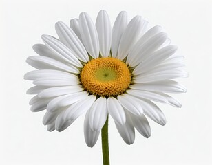 Single White Daisy Flower on White Background