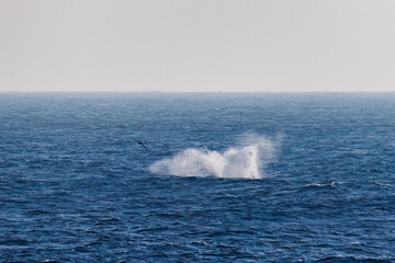 ブリーチング（ジャンプ）、ペダンクルアーチ（海面に背中を出す）をしている。陸から見えたザトウクジラ（ナガスクジラ科）の群れが泳ぐ様子。クロアシアホウドリ（アホウドリ科）も飛ぶ。翼長は２m以上。
英名学名：Humpback Whale, Megaptera novaeangliae
Black-footed albatross, Diomedea nigripes
東京都伊豆諸島八丈島-2025年
