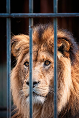 portrait of a lion behind bars