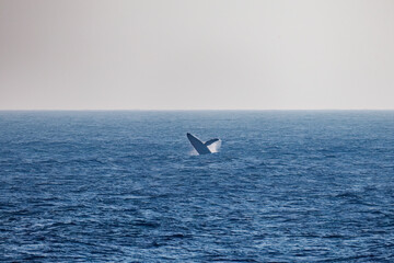 Obraz premium ブリーチング（ジャンプ）をしている。 陸から見えたザトウクジラ（ナガスクジラ科）の群れが泳ぐ様子。 英名学名：Humpback Whale, Megaptera novaeangliae 真新しい溶岩でできた荒々しい海岸線の底土港外。 東京都伊豆諸島八丈島-2025年 