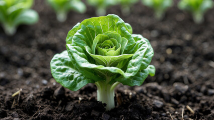 cabbage growing in the garden