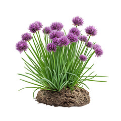 A Small Chive Plant in Bloom with Purple Flowers Isolated on Transparent Background