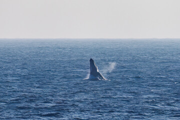 Fototapeta premium ブリーチング（ジャンプ）をしている。 陸から見えたザトウクジラ（ナガスクジラ科）の群れが泳ぐ様子。 英名学名：Humpback Whale, Megaptera novaeangliae 真新しい溶岩でできた荒々しい海岸線の底土港外。 東京都伊豆諸島八丈島-2025年 
