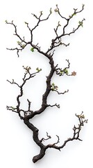 Obraz premium Twisted branch with tiny buds against white.