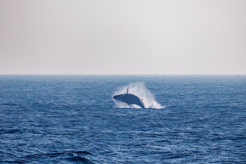 Fototapeta premium ブリーチング（ジャンプ）をしている。 陸から見えたザトウクジラ（ナガスクジラ科）の群れが泳ぐ様子。 英名学名：Humpback Whale, Megaptera novaeangliae 真新しい溶岩でできた荒々しい海岸線の底土港外。 東京都伊豆諸島八丈島-2025年 