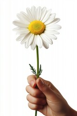 a hand holding Daisy flower