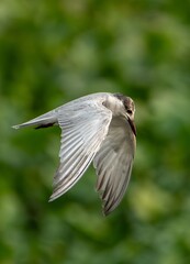 bird in flight