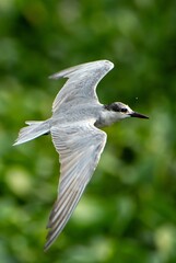 bird in flight