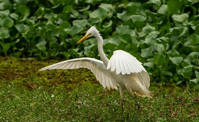 white heron