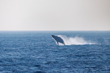 Fototapeta premium ブリーチング（ジャンプ）をしている。 陸から見えたザトウクジラ（ナガスクジラ科）の群れが泳ぐ様子。 英名学名：Humpback Whale, Megaptera novaeangliae 真新しい溶岩でできた荒々しい海岸線の底土港外。 東京都伊豆諸島八丈島-2025年 