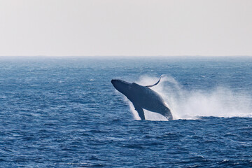 Fototapeta premium ブリーチング（ジャンプ）をしている。 陸から見えたザトウクジラ（ナガスクジラ科）の群れが泳ぐ様子。 英名学名：Humpback Whale, Megaptera novaeangliae 真新しい溶岩でできた荒々しい海岸線の底土港外。 東京都伊豆諸島八丈島-2025年 
