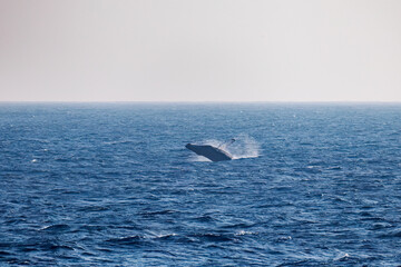 Naklejka premium ブリーチング（ジャンプ）をしている。 陸から見えたザトウクジラ（ナガスクジラ科）の群れが泳ぐ様子。 英名学名：Humpback Whale, Megaptera novaeangliae 真新しい溶岩でできた荒々しい海岸線の底土港外。 東京都伊豆諸島八丈島-2025年 