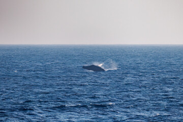 Fototapeta premium ブリーチング（ジャンプ）をしている。 陸から見えたザトウクジラ（ナガスクジラ科）の群れが泳ぐ様子。 英名学名：Humpback Whale, Megaptera novaeangliae 真新しい溶岩でできた荒々しい海岸線の底土港外。 東京都伊豆諸島八丈島-2025年 