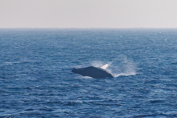 Obraz premium ブリーチング（ジャンプ）をしている。 陸から見えたザトウクジラ（ナガスクジラ科）の群れが泳ぐ様子。 英名学名：Humpback Whale, Megaptera novaeangliae 真新しい溶岩でできた荒々しい海岸線の底土港外。 東京都伊豆諸島八丈島-2025年 