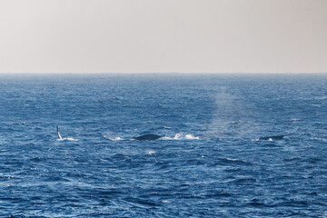 Fototapeta premium ヒートラン（クジラの群れが固まって激しく泳ぐ）、フルークダウン（潜水するために尻尾を海面に出している）している。 ペダンクルアーチ（海面に背中を出す）をしている。 陸から見えたザトウクジラ（ナガスクジラ科）の群れが泳ぐ様子。 英名学名：Humpback Whale, Megaptera novaeangliae 真新しい溶岩でできた荒々しい海岸線の底土港外。 東京都伊豆諸島八丈島-2025年 