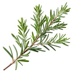 Fresh Rosemary Sprig Isolated on White
