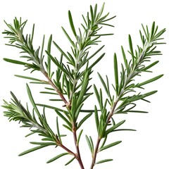 Naklejka premium Here's a and keywords for your rosemary sprig stock photoFresh Rosemary Sprigs Isolated on White