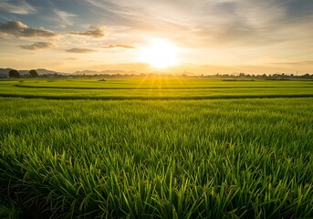 Green Rice Paddy Field at Sunset with Golden Sunlight and Cloudy Sky