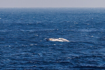 Fototapeta premium ブリーチング（ジャンプ）をしている。 陸から見えたザトウクジラ（ナガスクジラ科）の群れが泳ぐ様子。 英名学名：Humpback Whale, Megaptera novaeangliae 真新しい溶岩でできた荒々しい海岸線の底土港外。 東京都伊豆諸島八丈島-2025年 