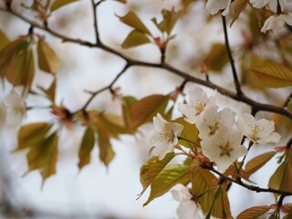春の花　桜　カスミザクラ