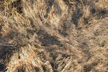 The photograph shows dry grass lying on the ground. The grass is brown in color and has a dry texture. Small twigs and plants are visible on the ground. The photo was taken during the day, in natural 