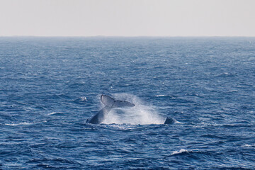 Fototapeta premium テイルスラップ（尻尾で海面を叩く）をしている。 陸から見えたザトウクジラ（ナガスクジラ科）の群れが泳ぐ様子。 英名学名：Humpback Whale, Megaptera novaeangliae 真新しい溶岩でできた荒々しい海岸線の底土港外。 東京都伊豆諸島八丈島-2025年 