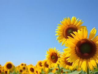 Obraz premium Stunning Sunflower Field Under Clear Blue Sky Sunflowers in Bloom, Summer, Nature Scenery.